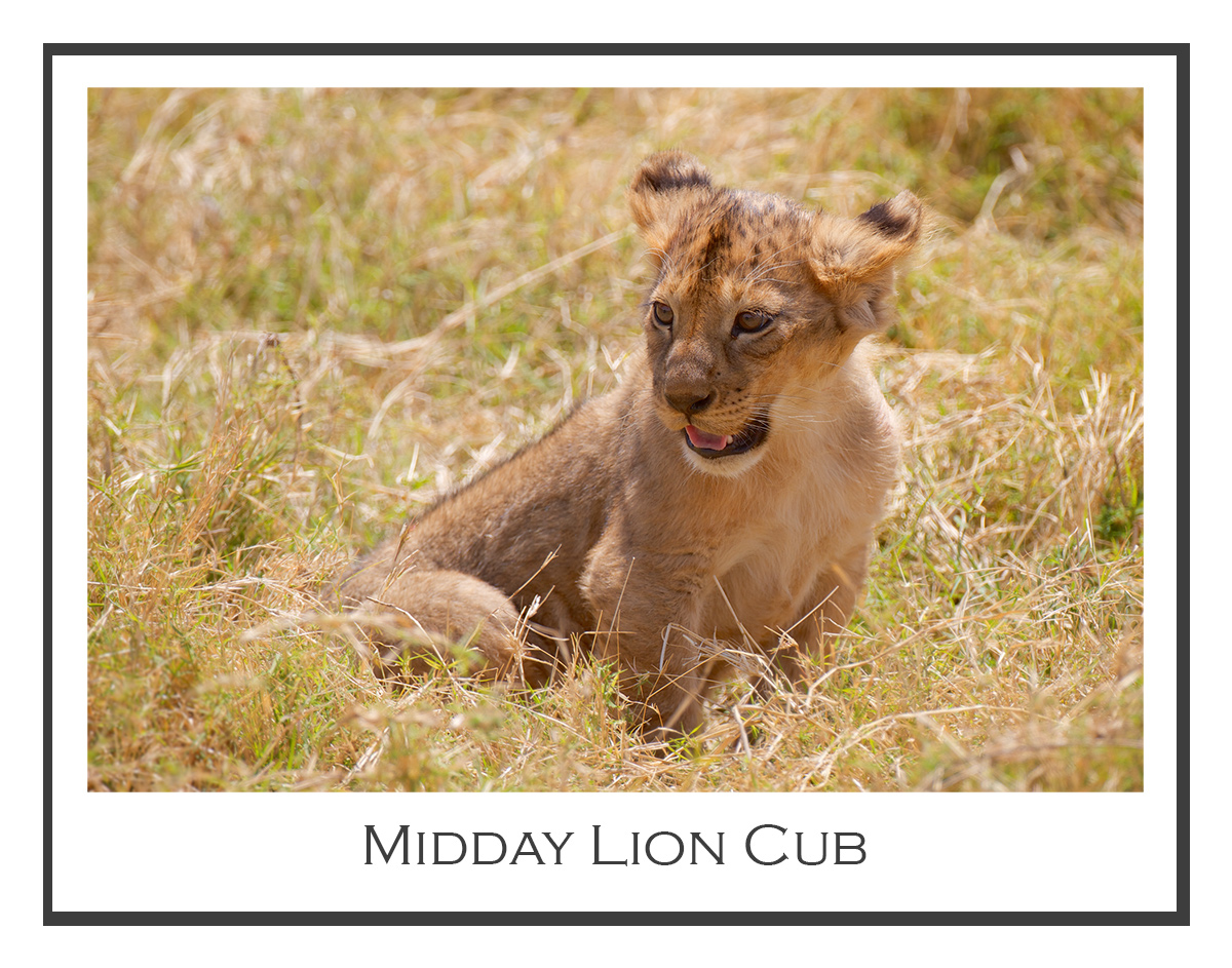 Midday Lion Cub