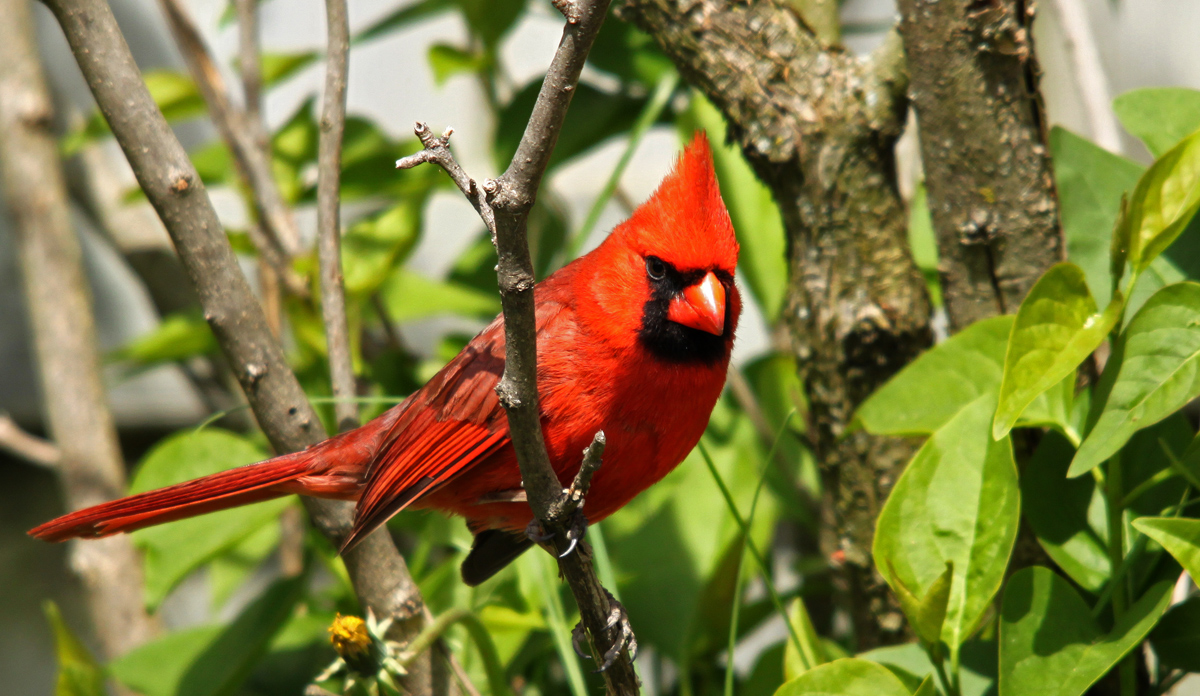 Backyard cardinal+re-post