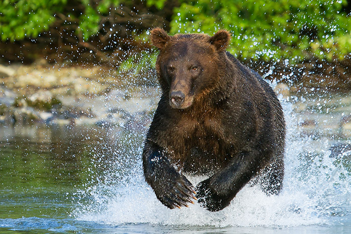 Ursa Major