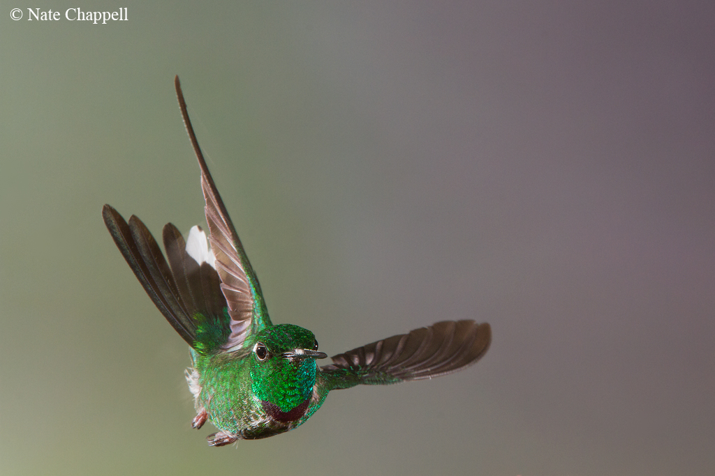 Purple-bibbed Whitetip