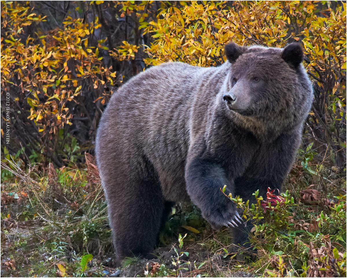 The Silvertip