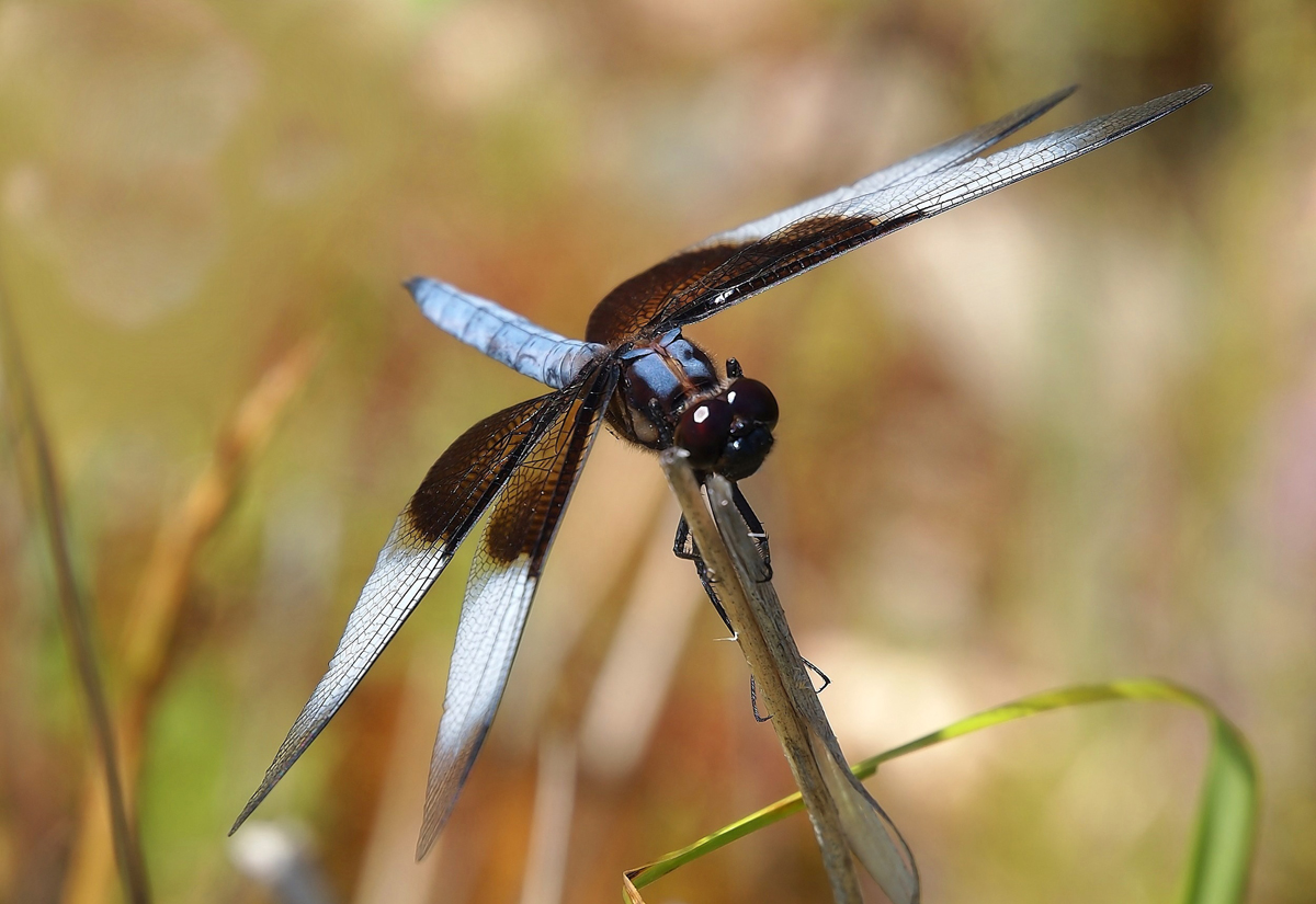 Widow Skimmer