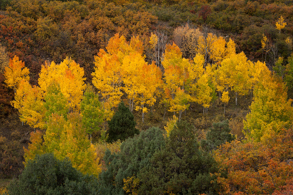 March of the Aspen