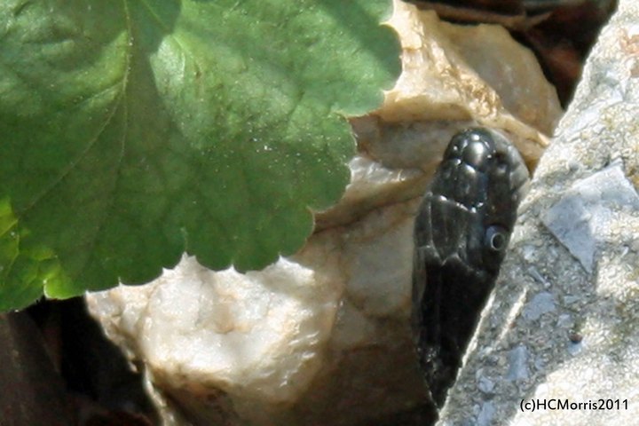 peek-a-boo blacksnake