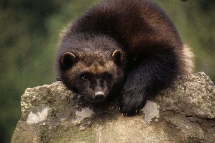 wolverine  (C)