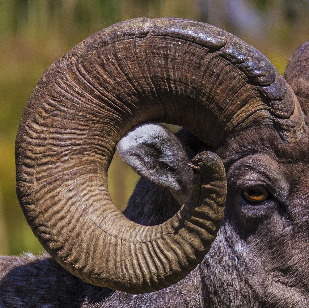 Big Horn Up Close