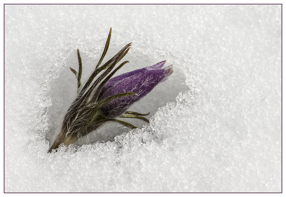 WC-556 Spring Crocus