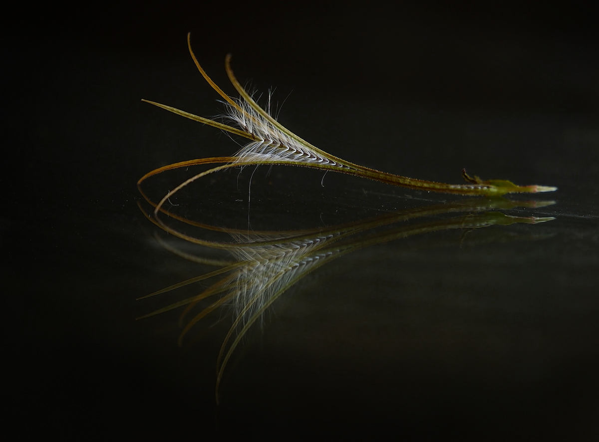Unknown Seed Head