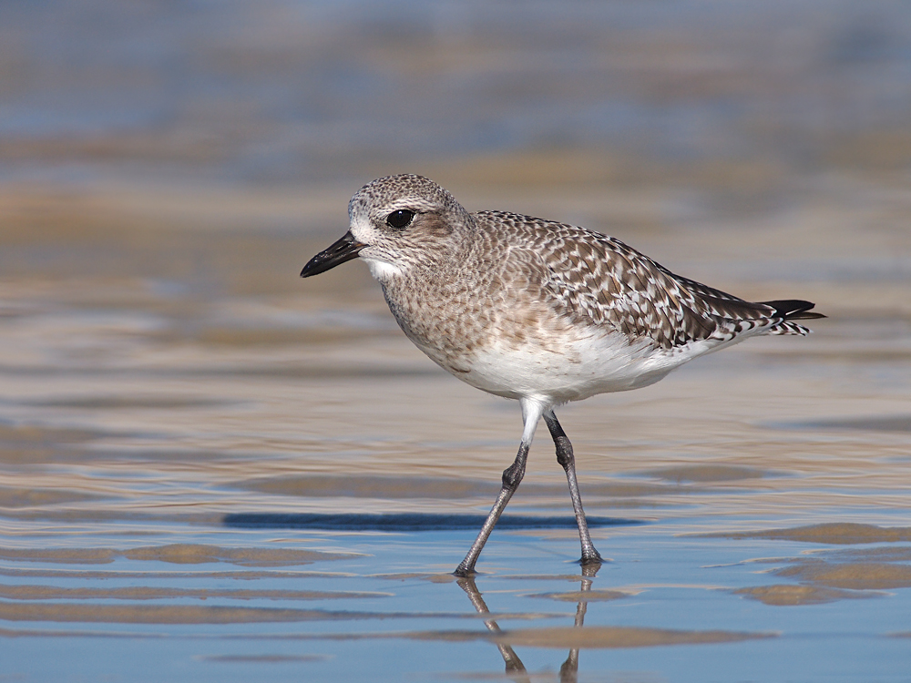 Black Bellied Plover