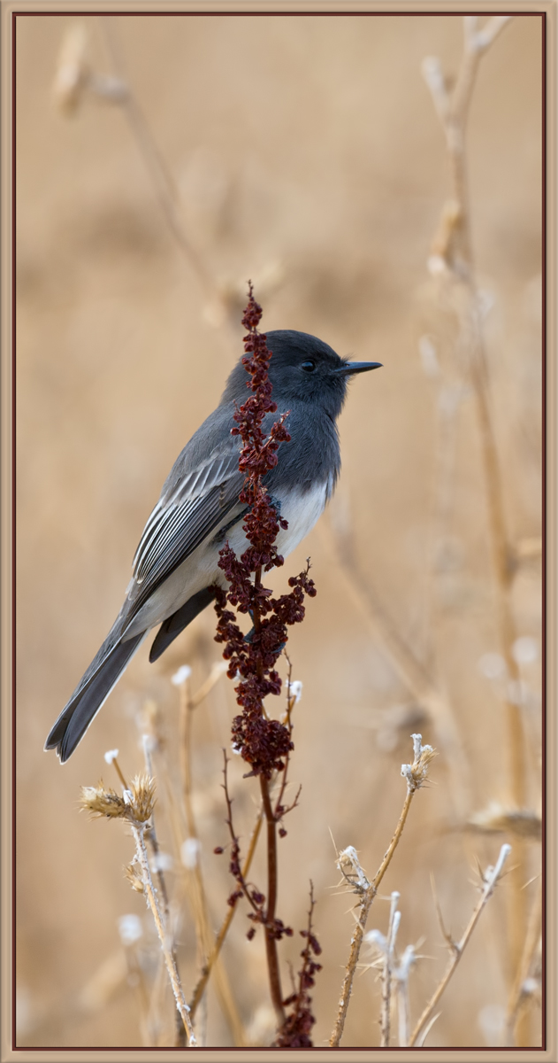 Black Phoebe