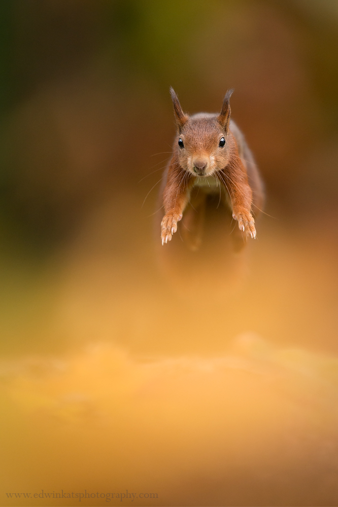 Autumn Red