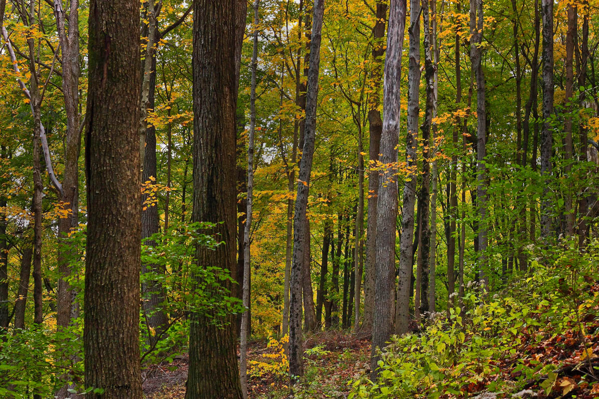 Hardwoods
