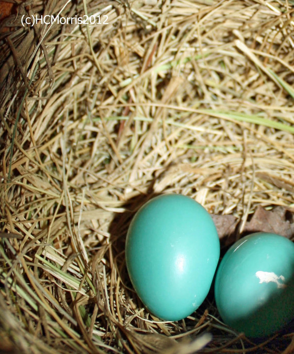 robins eggs