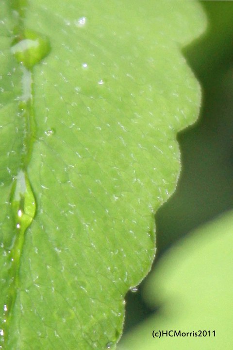 raindrops on the fern#558
