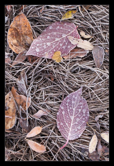 The Essence of Fall