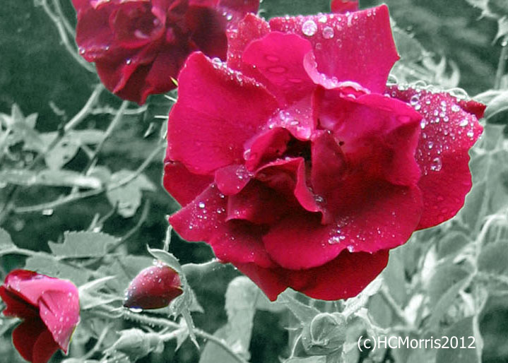 red roses