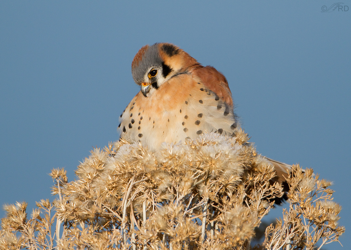 American Kestrel