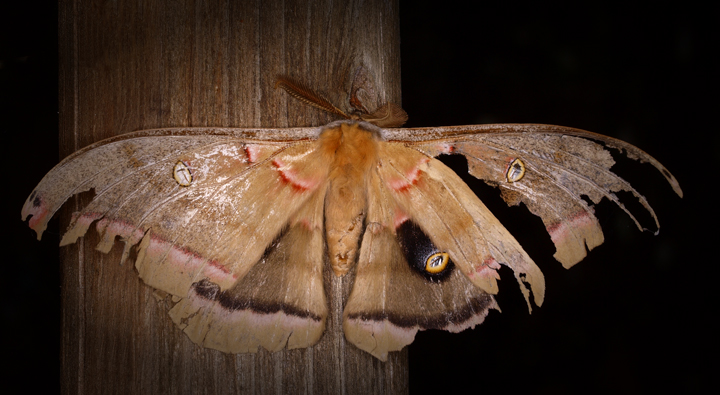 Polyphemus Moth #557 
