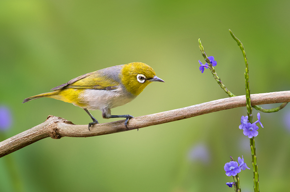 Silvereye