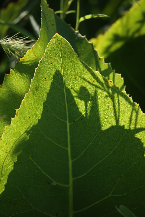 Shadow &leaves  557
