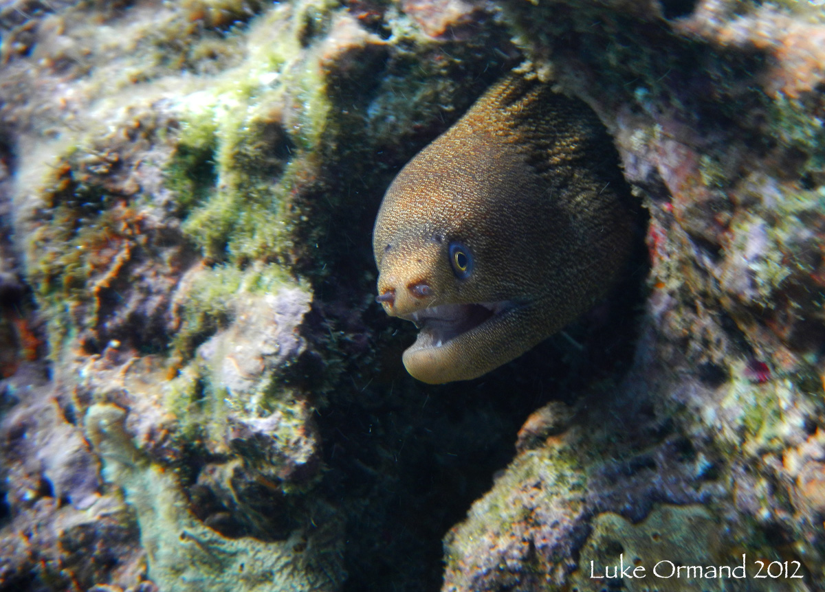 Golden Tail Moray Eel