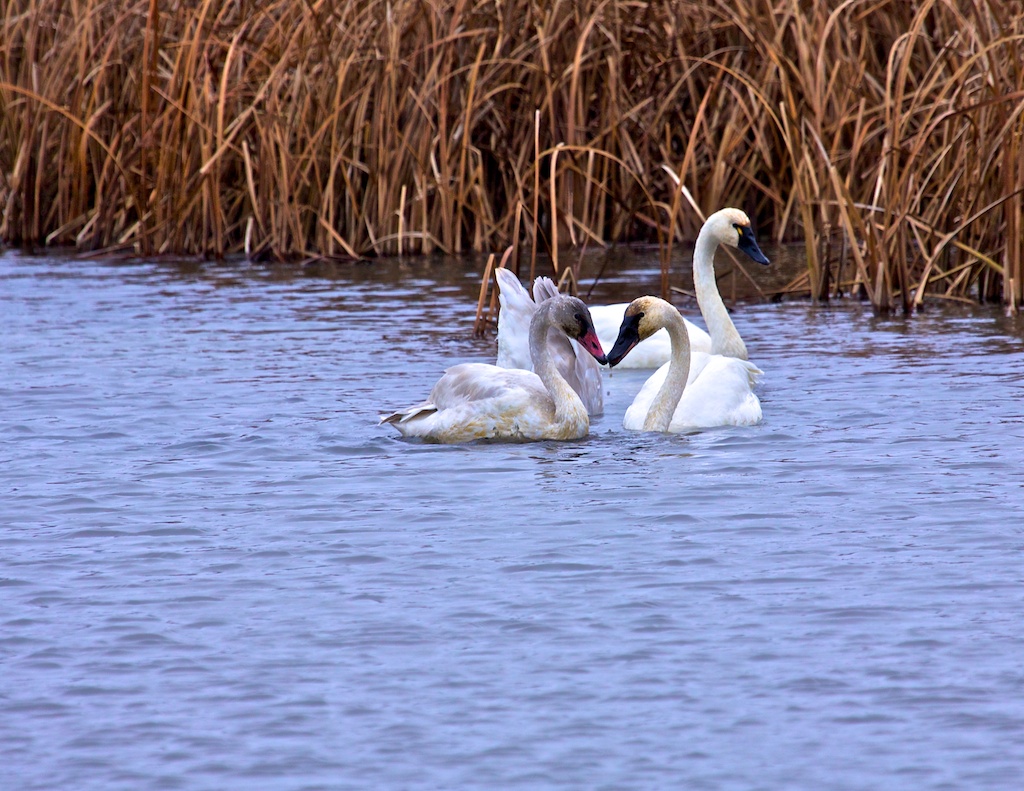 Tundra Swans