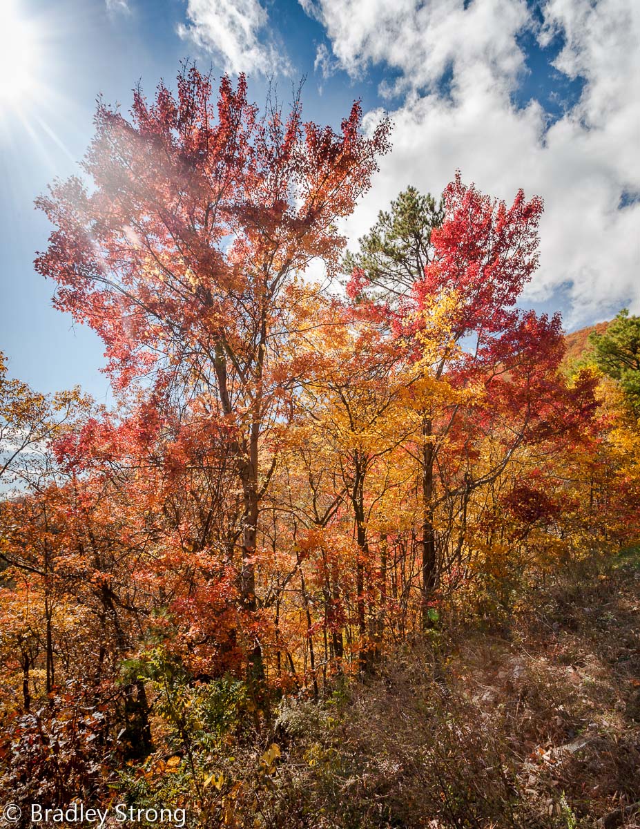 Fall Sunburst - Repost