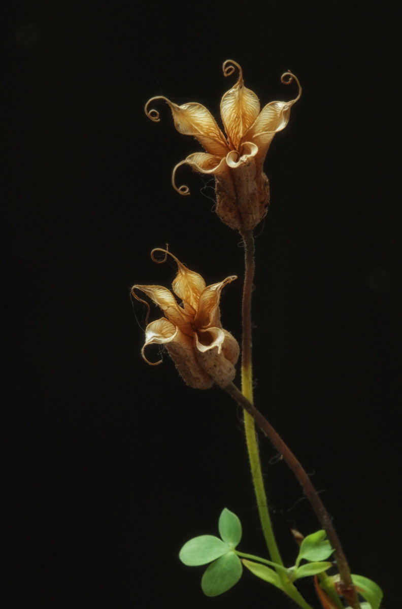 Columbine in Fall II