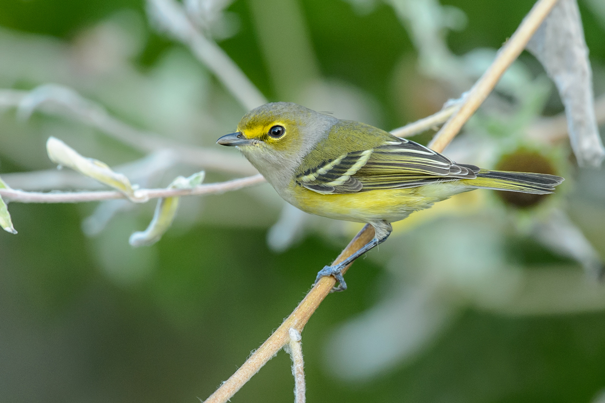 White-eyed Vireo