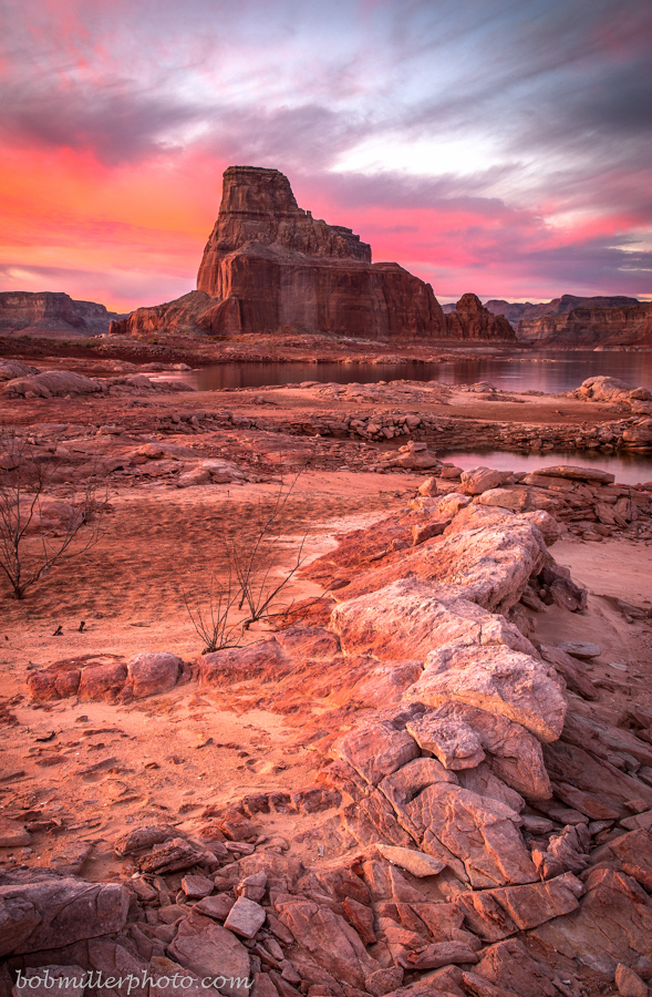 Powell in Pink