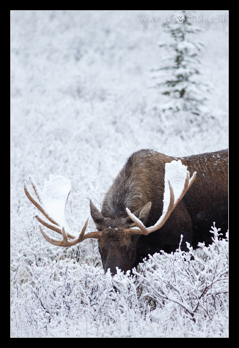Moose in fresh snow