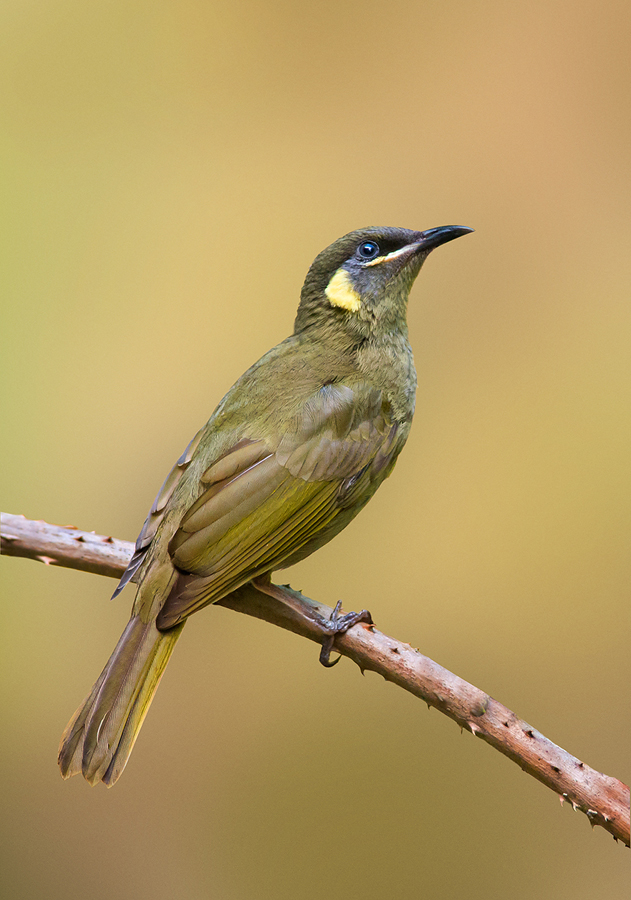 Lewin's Honeyeater