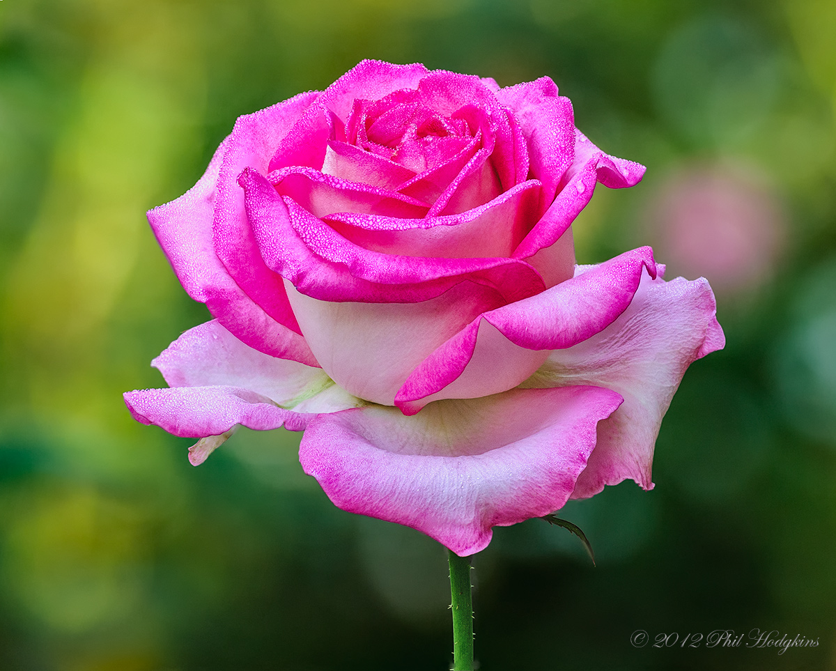 Another Rose+RP