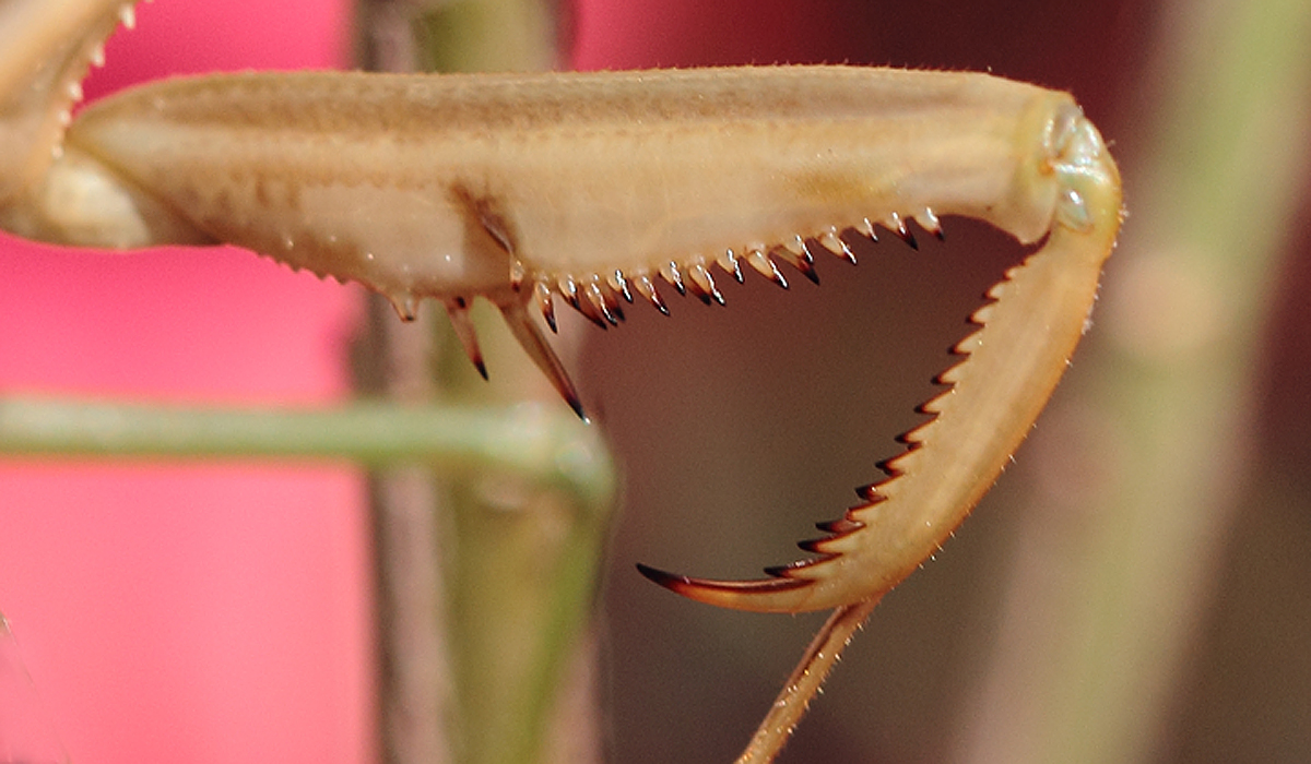 Mantis leg WC557