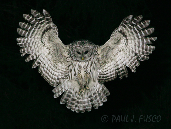 Barred owl