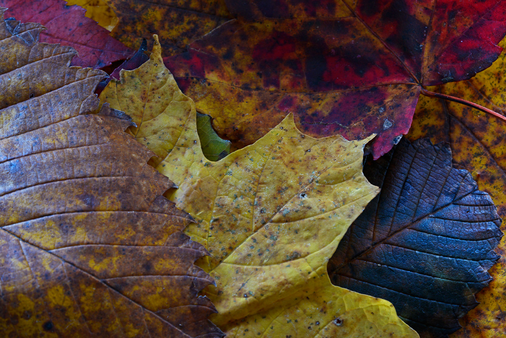 Autumn Leaves #2