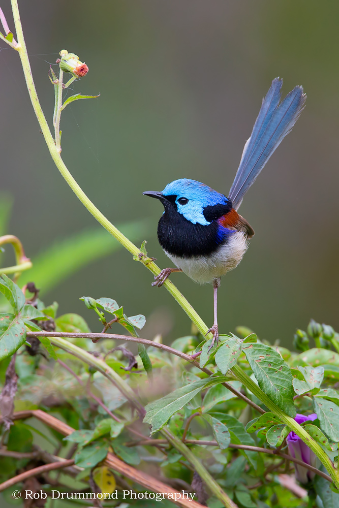 Variegated Fairywren
