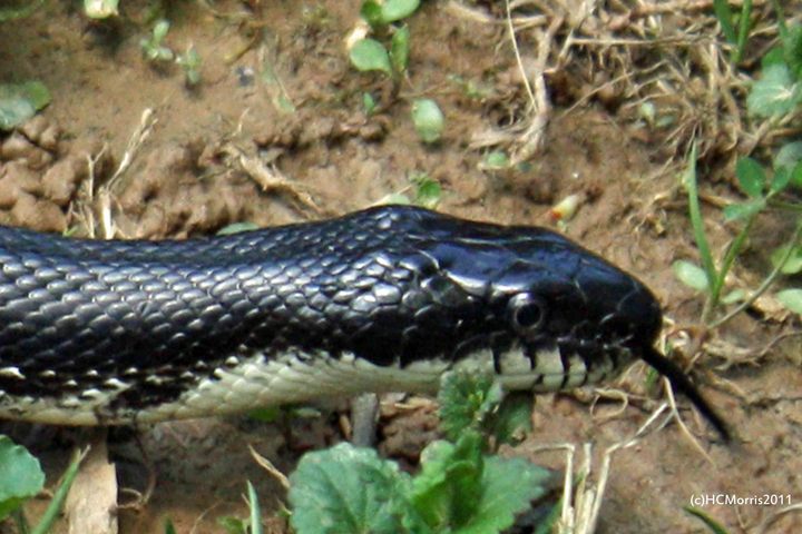 Black snake