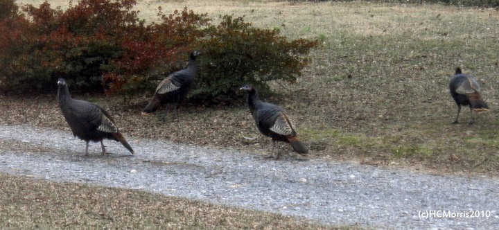 Wild Turkeys