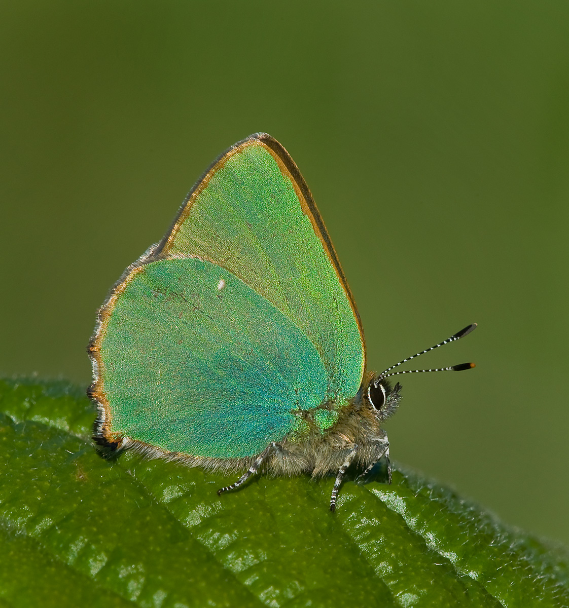 Green Hairstreak