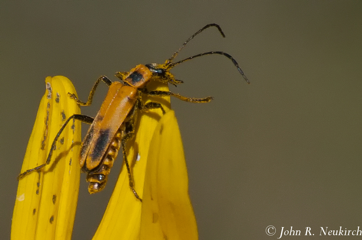 Soldier Beetle