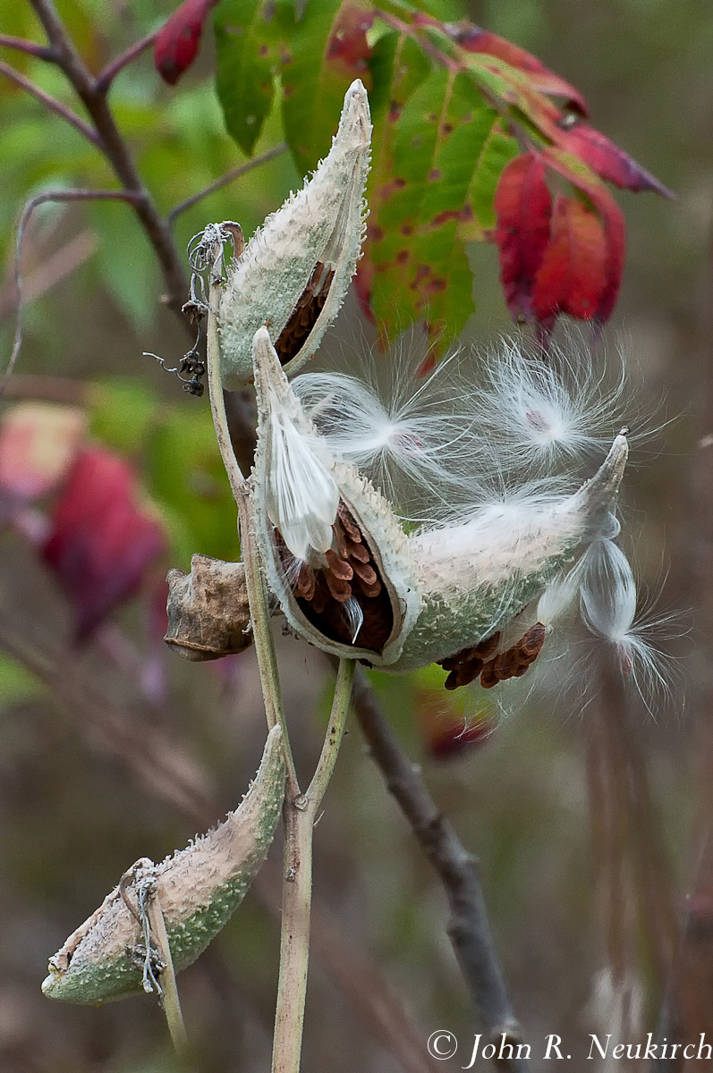 Milkweed melody