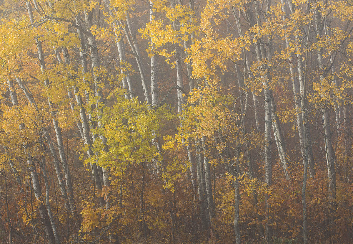 Foggy Aspen