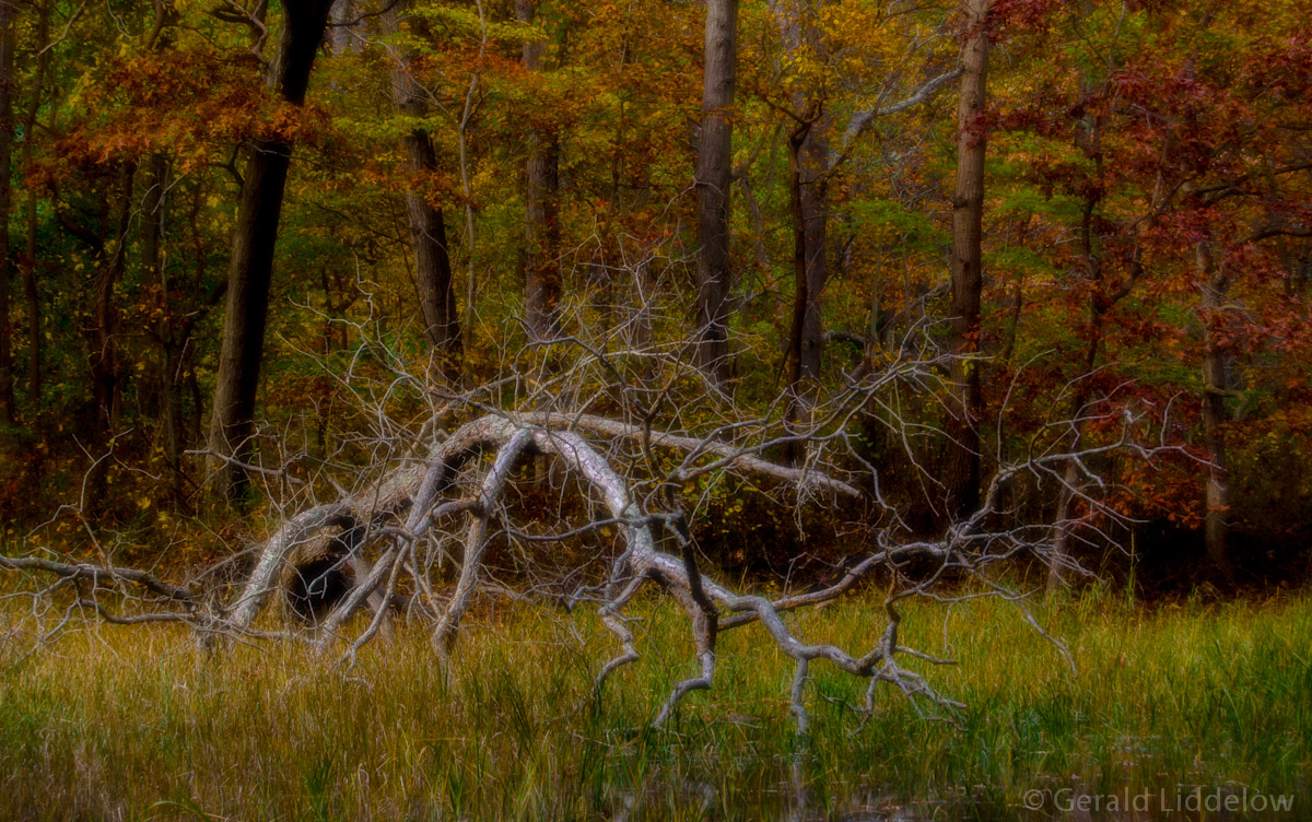 Caumsett fallcolors.