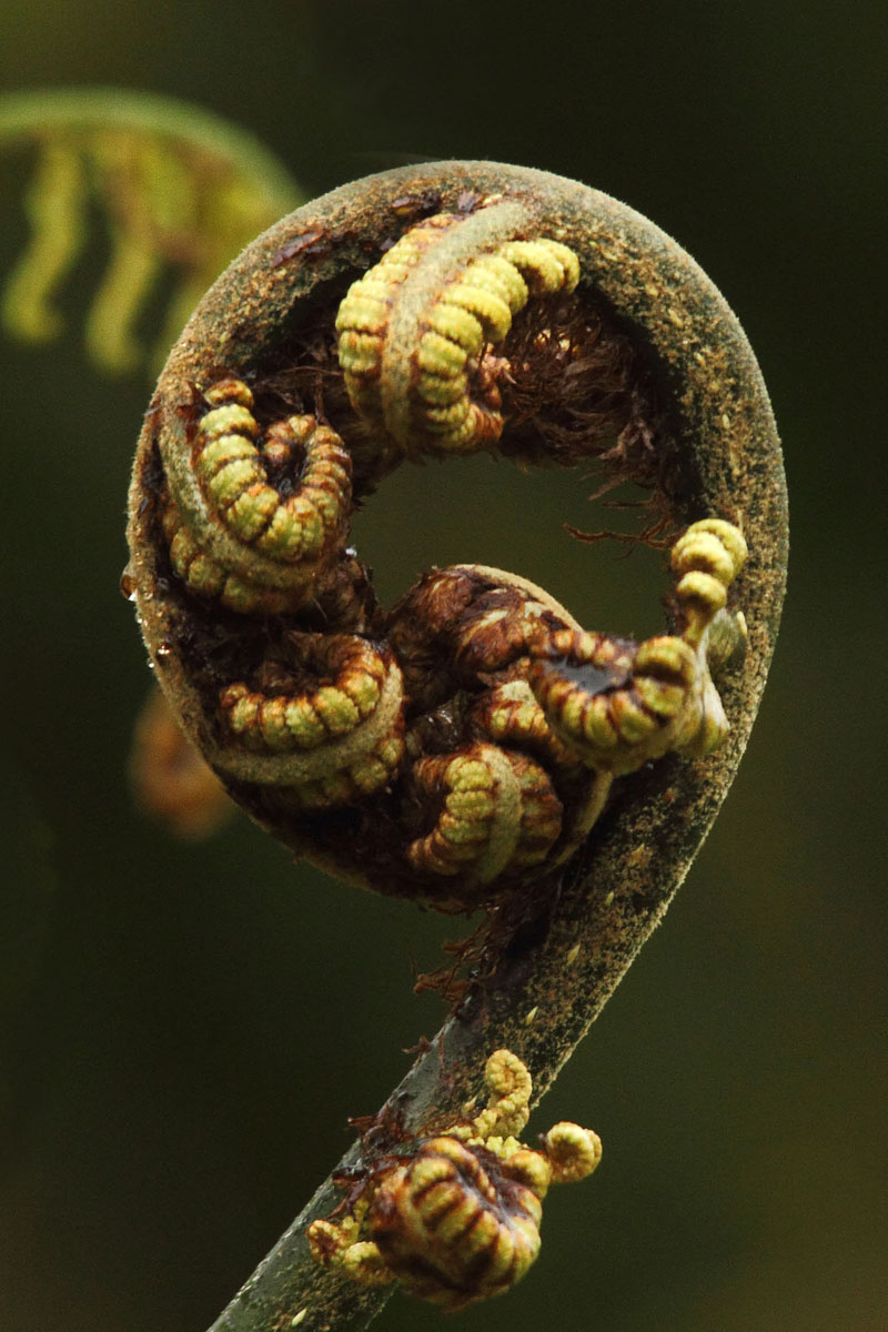Ponga Fern