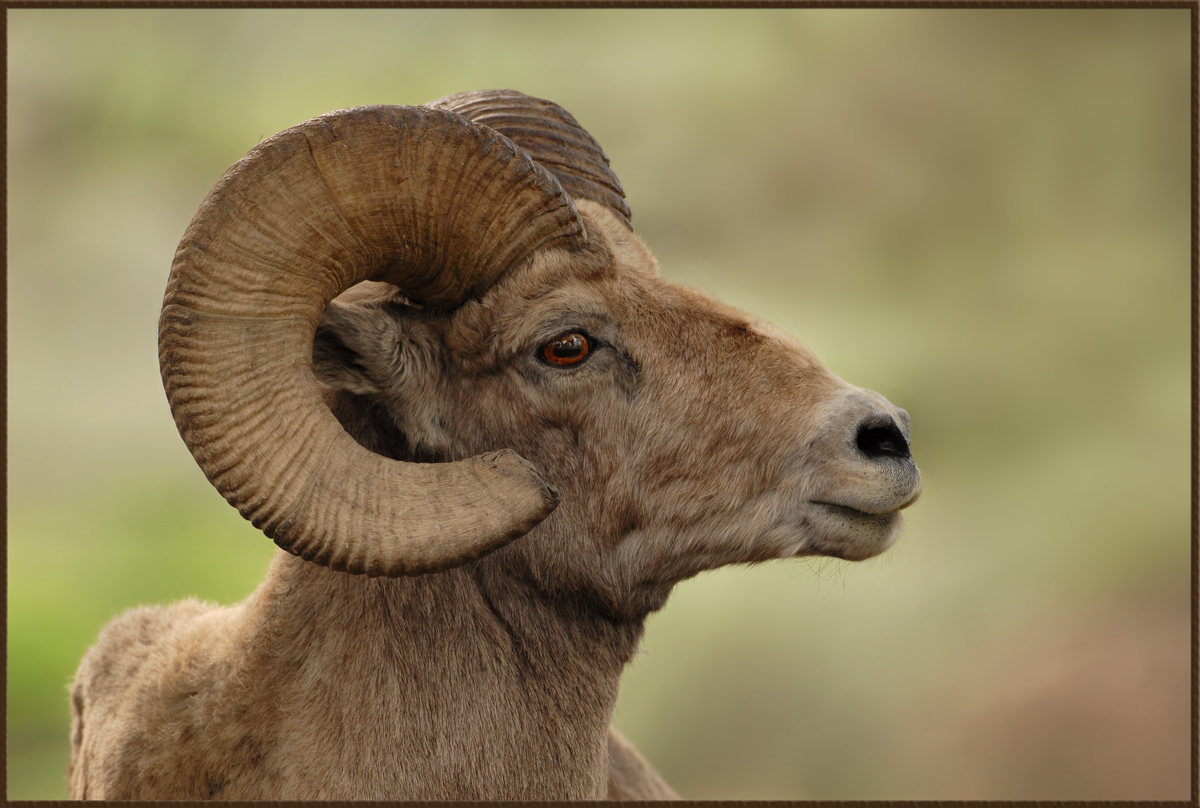 Big Horn