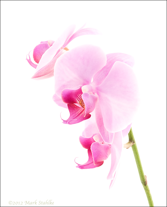 Pinks