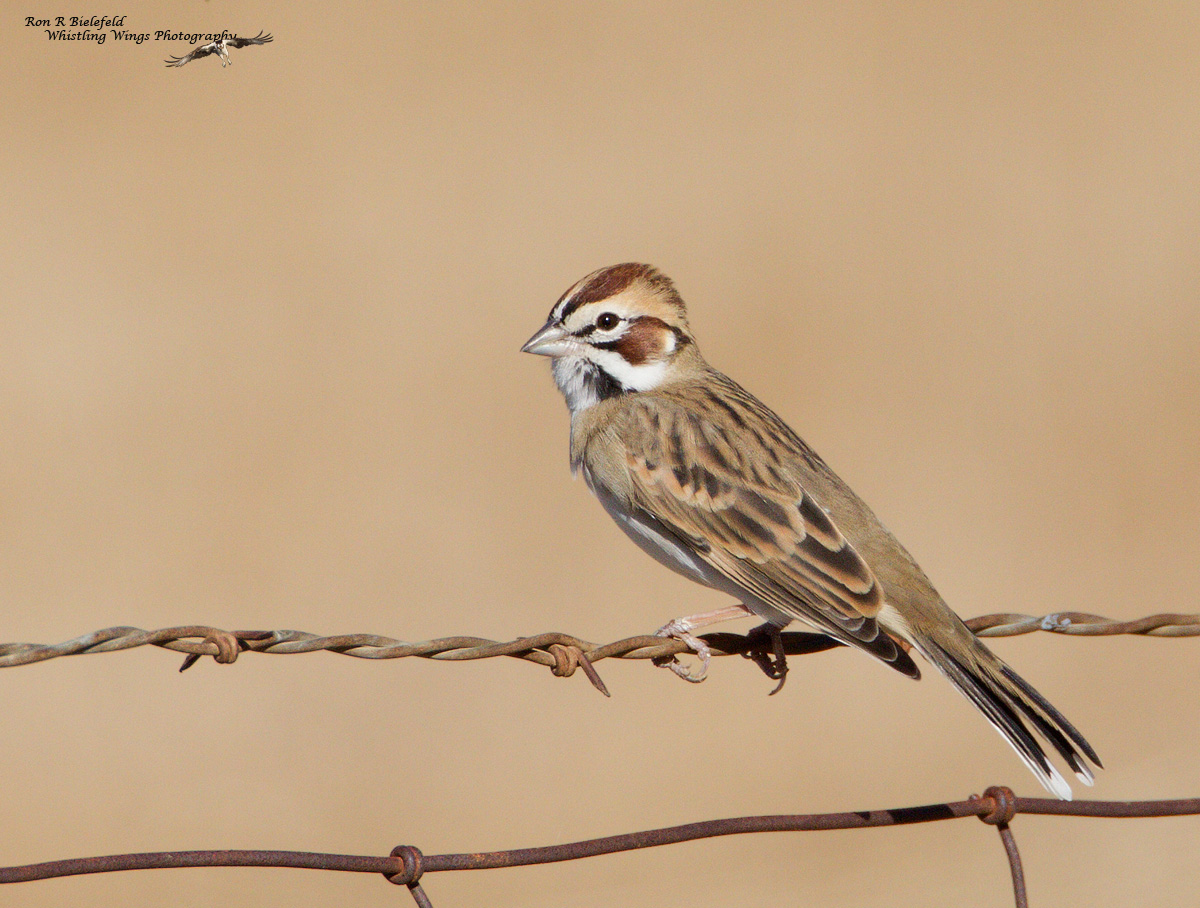 Lark Sparrow