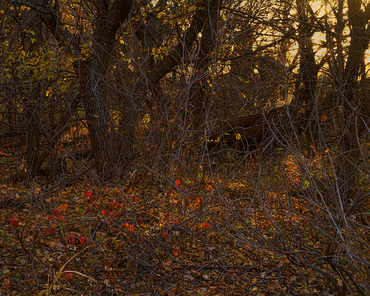 Glowing leaves