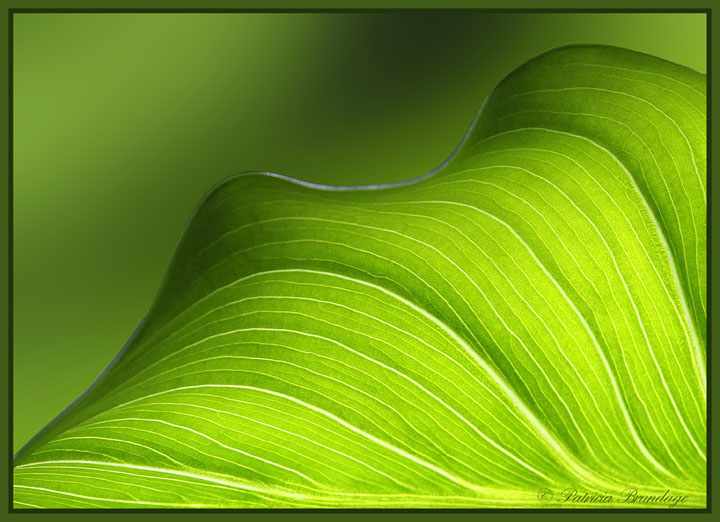 WC - Leaf Macro